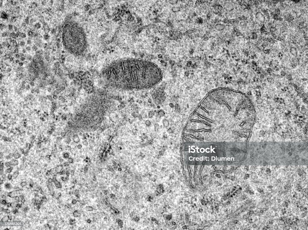 A photograph of Mitochondria showing all the cells in it  Transmition Electron microscopy of an epithelial cell where mitochondria of several sizes can be seen with the characteristic double membrane and internal cristaes. Mitochondria are believed to be of bacteria origin. It has its own genome and RNA and protein which are similar to those of bacteria. Mitochondrion Stock Photo