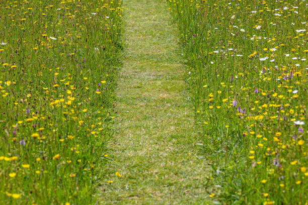 istock Looking along a grass pathway through a wildflower meadow, with selective focus 1754621305