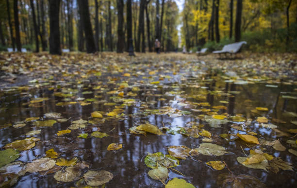 Golden leaves float in tranquil stream, surrounded by peaceful forest.