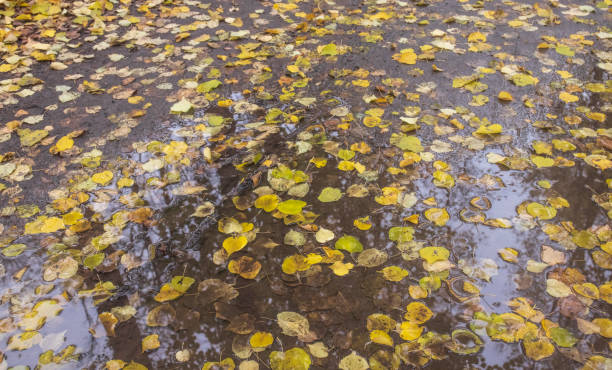 istock Colorful Autumn Foliage in a Forest Park 1754622924
