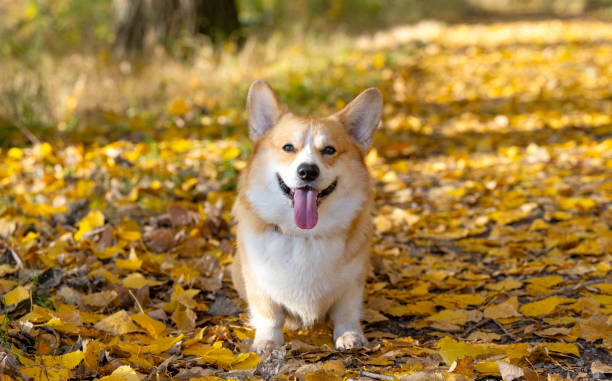 istock corgi on an autumn walk 1754626745
