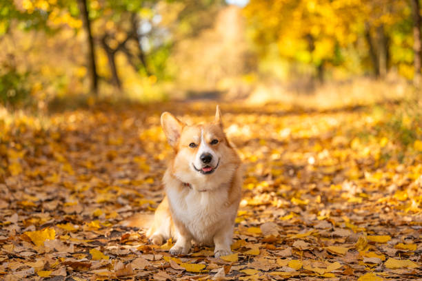 istock corgi on an autumn walk 1754627345