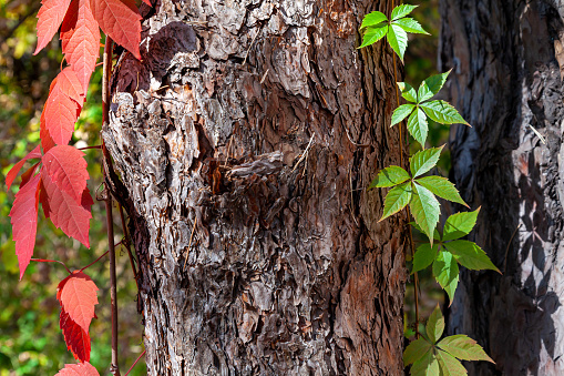 A wild grapevine with purple-red and green leaves wraps around the trunk of a pine tree in an autumn forest on a sunny day.