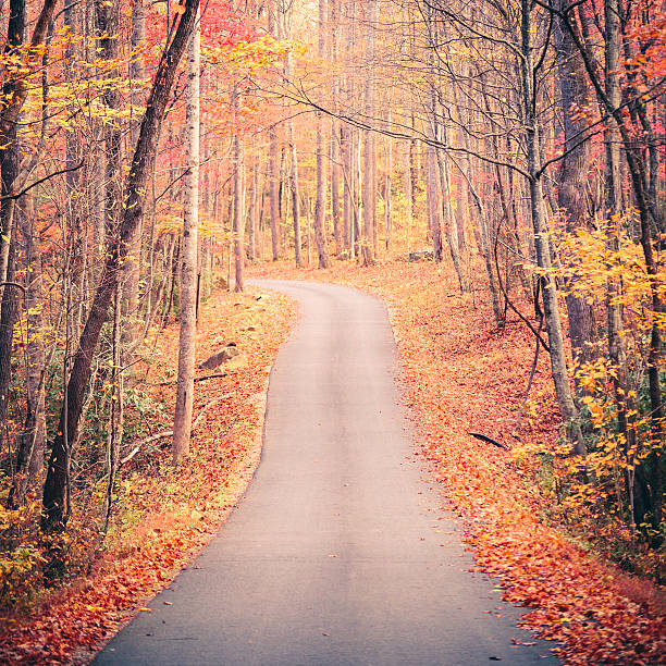 istock Autumn Country Road in the Forest 175462818