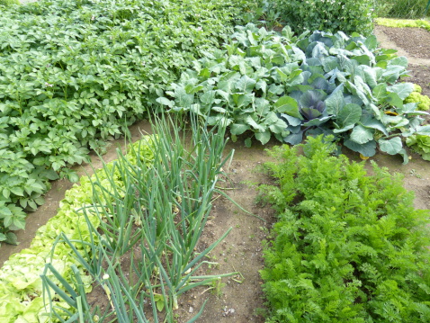 Organic garden with carrots, onion, lettuce, kohlrabi