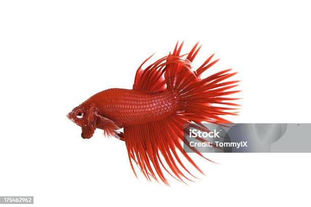 Betta Kronetailschnittform Stockfoto und mehr Bilder von Siamesischer Kampffisch - Siamesischer Kampffisch, Aggression, Fisch