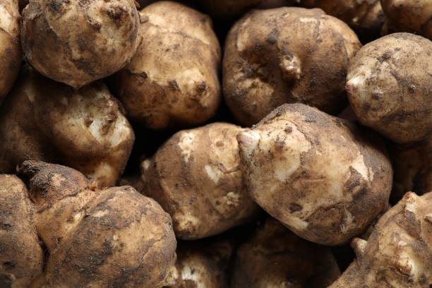 istock Many fresh Jerusalem artichokes as background, closeup 1754630389