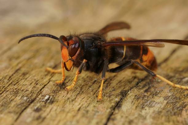 gros plan sur l’espèce envahissante de frelons asiatiques, vespa velutina, une menace majeure pour l’apiculture - évolution de lespèce photos et images de collection