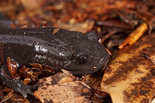 Detailed closeup on a dark and rare Japanese Ishizuchi endemic streamside salamander , Hynobius hirosei sitting on leaflitter
