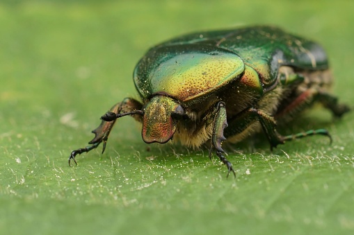 Natural closeup on a colorful green metallic rose chafer beetle, Cetonia aurata on a green leaf