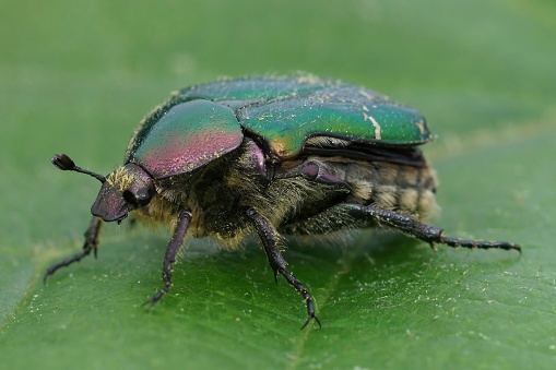 Natural closeup on a colorful green metallic rose chafer beetle, Cetonia aurata on a green leaf