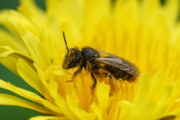 istock Closeup on a Buff-tailed Mining Bee,Andrena humilis sitting on a yellow dandelion flower 1754630573