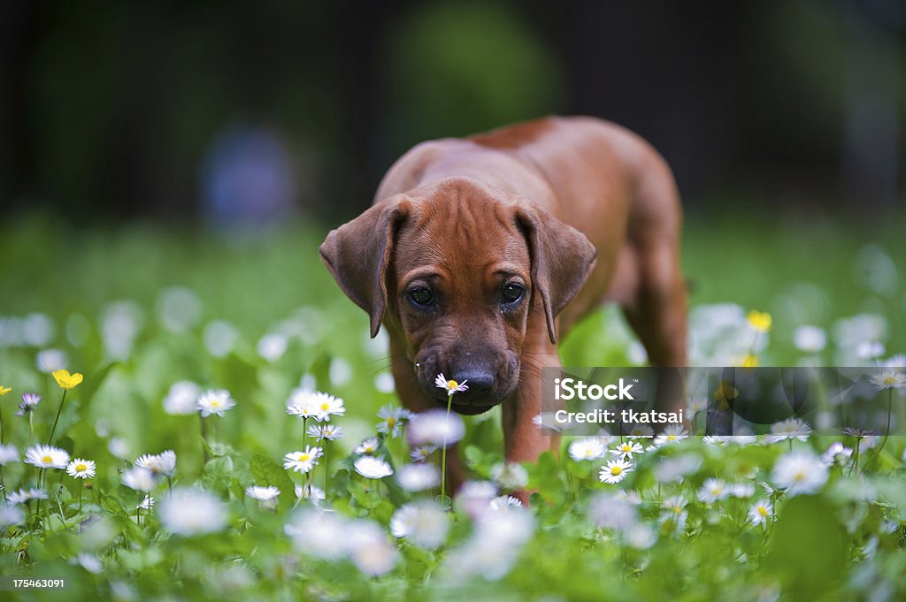 Rhodesian ridgeback puppy outdoors Cute rhodesian ridgeback puppy in a park Agricultural Field Stock Photo