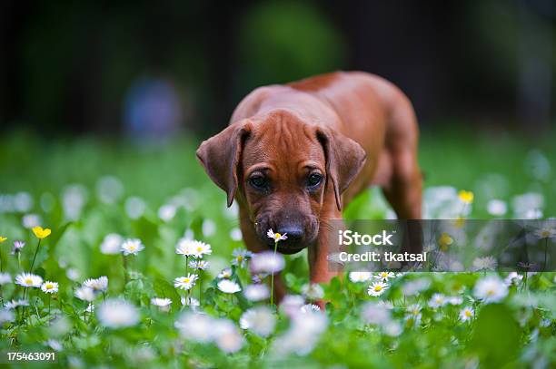 Rhodesian Ridgeback Puppy Outdoors Stock Photo - Download Image Now - Agricultural Field, Animal, Animal Body Part