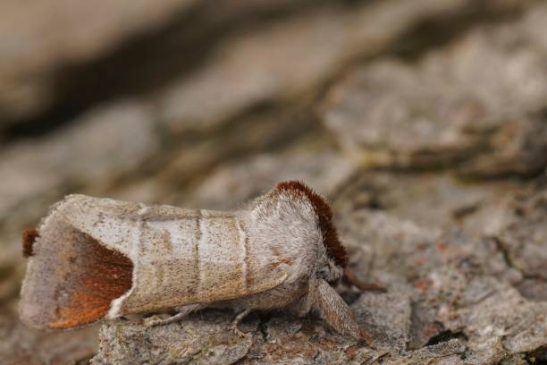 istock Close up of the chocolate-tip moth, Clostera curtula on wood 1754631105