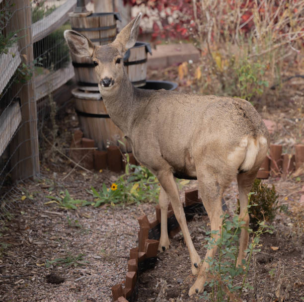 istock Female mule deer outside in nature 1754631639