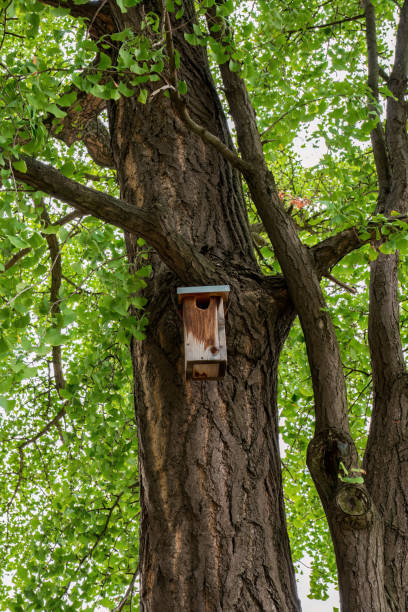 istock Wooden birdhouse on a tree. 1754632834