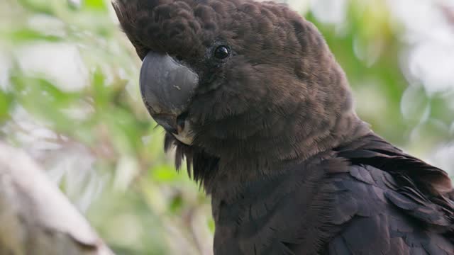 Glossy black cockatoo closeup of head in slow motion