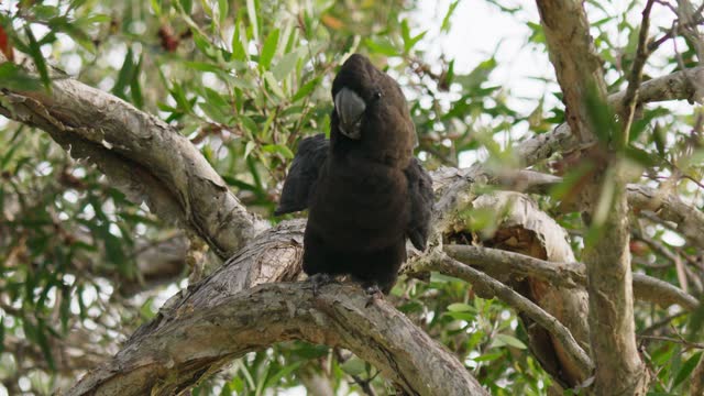 Glossy black cockatoo perched in a gum tree turns around slowly in slow motion