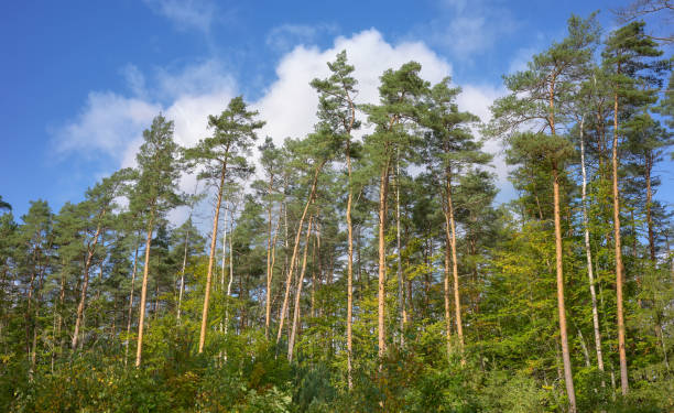 istock European pine trees against the sky. 1754640064