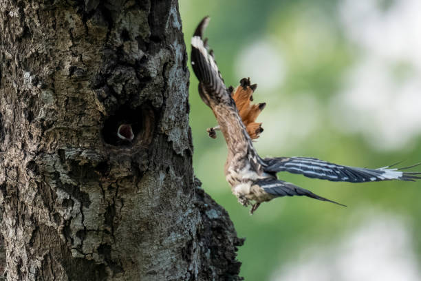 istock Eurasian hoopoe bird 1754641140