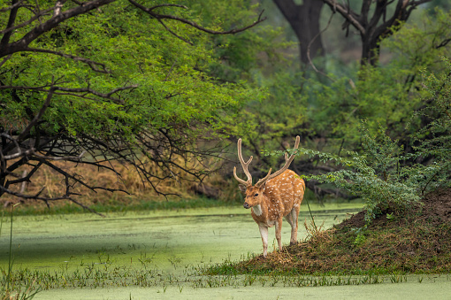 big antler male spotted deer or chital cheetal or axis axis in wild natural green scenic landscape background in winter outdoor wildlife safari at keoladeo national park bharatpur bird sanctuary india