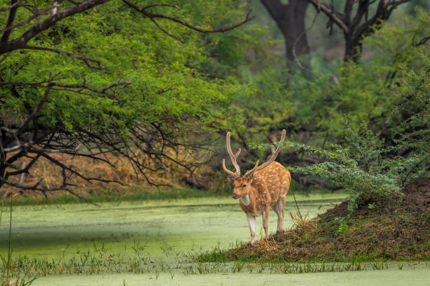 big antler male spotted deer or chital cheetal or axis axis in wild natural green scenic landscape background in winter outdoor wildlife safari at keoladeo national park bharatpur bird sanctuary india - jim corbett national park 個照片及圖片檔