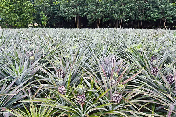 Young pineapples in the field in front of the rubber tree field