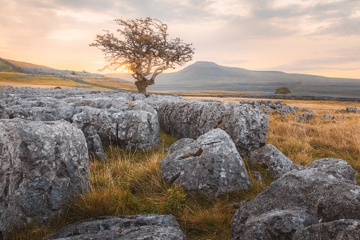 Sunset or sunrise golden light sky limestone pavement landscape and a lone English Hawthorn tree at Twisleton Scar, in the Yorkshire Dales National Park, UK.
