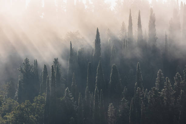 Ethereal morning sunlight and rays penetrate mist and fog over a cypress tree forest in scenic rural Asciano, Tuscany, Italy.