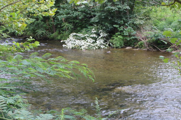 landschaft rund um einen bach in den ländlichen smokey mountains in pigeon forge, tennessee - waterfall stream river tennessee stock-fotos und bilder