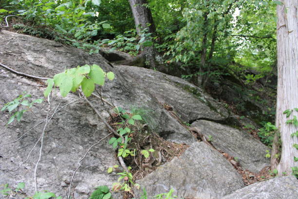 landschaft rund um einen bach in den ländlichen smokey mountains in pigeon forge, tennessee - waterfall stream river tennessee stock-fotos und bilder