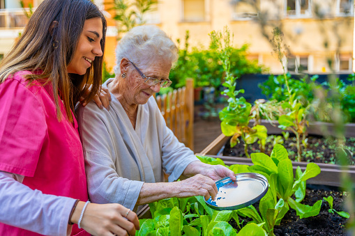 Senior applying fertilizer to plants in a garden at geriatric