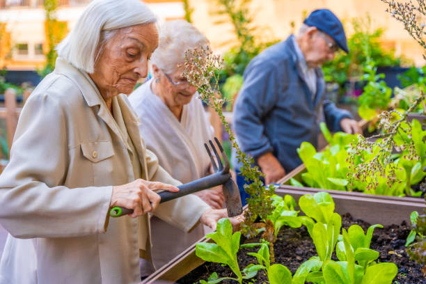 istock Seniors working on a vegetable urban garden in a geriatric 1754660902