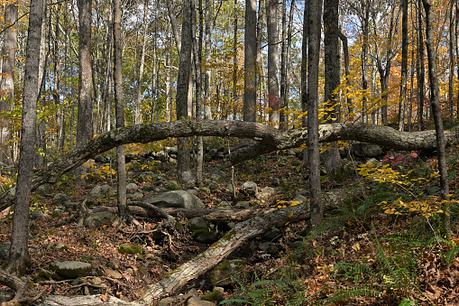 Fallen white oak tree in dappled light of the New England forest, autumn
