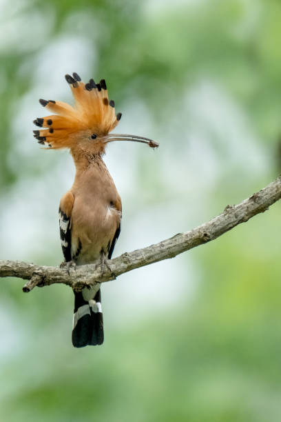 istock Eurasian hoopoe bird 1754665425