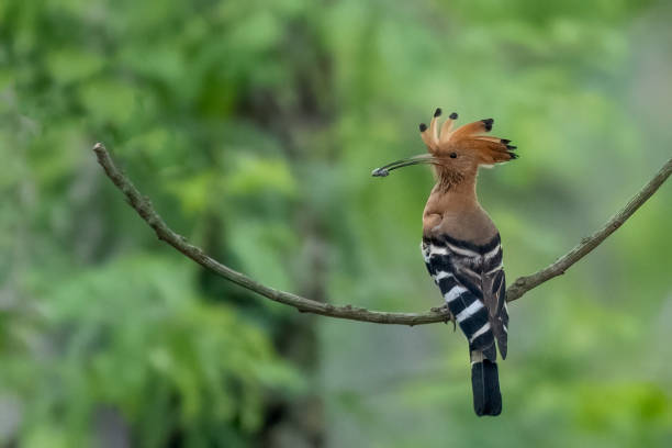 istock Eurasian hoopoe bird 1754665570