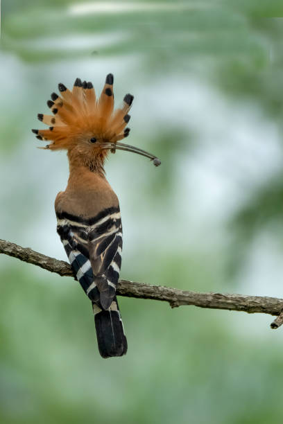 istock Eurasian hoopoe bird 1754667616