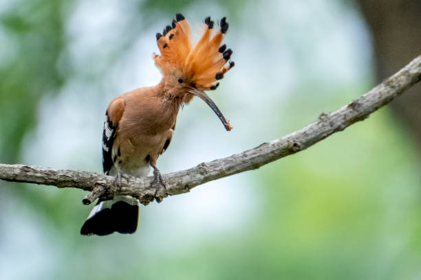 istock Eurasian hoopoe bird 1754668677