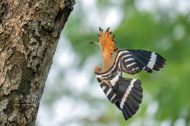 istock Eurasian hoopoe bird 1754671894