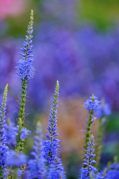 istock Veronica longifolia blauriesin or speedwells blue flowers selective focus. 1754672454