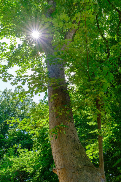 istock Spring forest trees with green leaves, wooden natural background. 1754672477