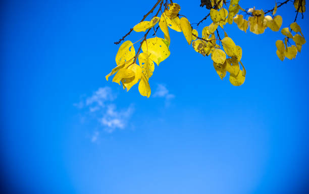 istock Autumn yellow foliage during a warm autumn day. 1754676985