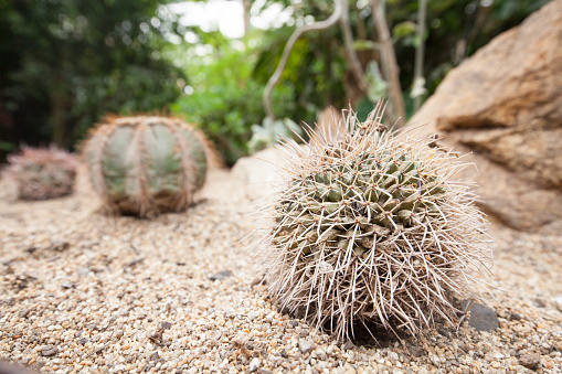 Several different, big cacti in a garden - in the front a golden ball cactus (Kroenleinia grusonii, Echinocactus grusonii)