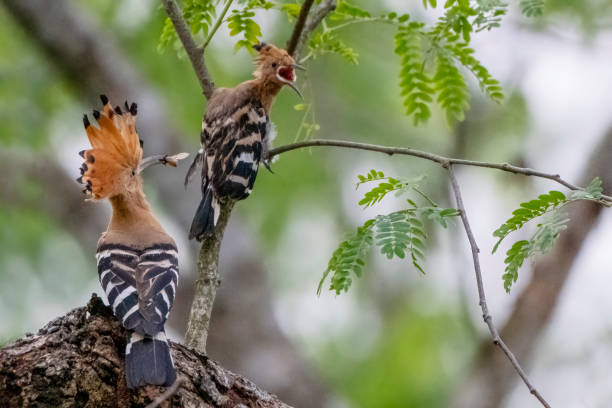 istock Eurasian hoopoe bird 1754683568