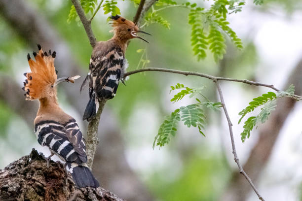 istock Eurasian hoopoe bird 1754683972