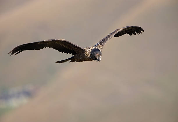 istock Lammergeyer or Bearded Vulture 175468578