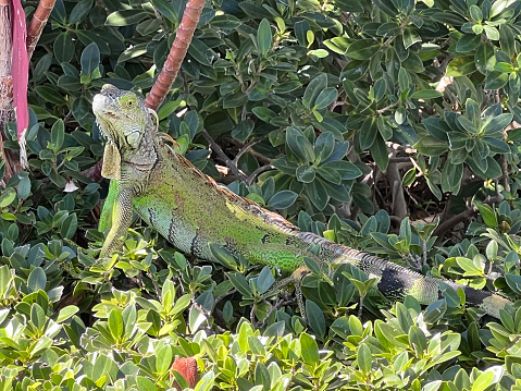 A green or common Iguana set against a plain out of focus water background