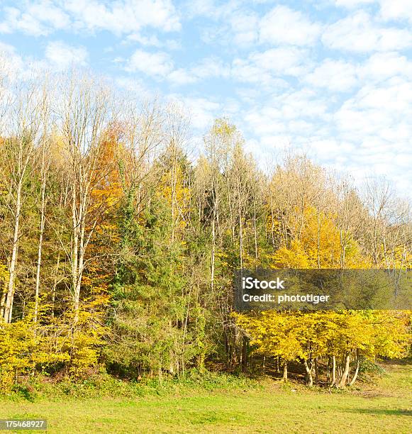 Foto de Floresta No Outono e mais fotos de stock de Cloudscape - Cloudscape, Crescimento, Céu - Fenômeno natural