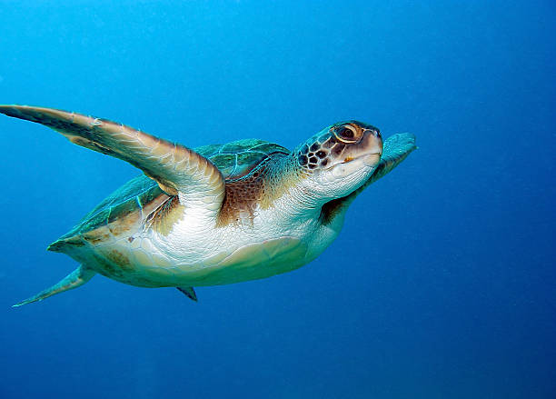 Beautiful green sea turtle going for a swim Loggerhead sea turtle, Caretta caretta, in Tenerife, Spain. sea turtle underwater stock pictures, royalty-free photos & images